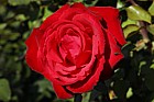 Rosa 'My Valentine'