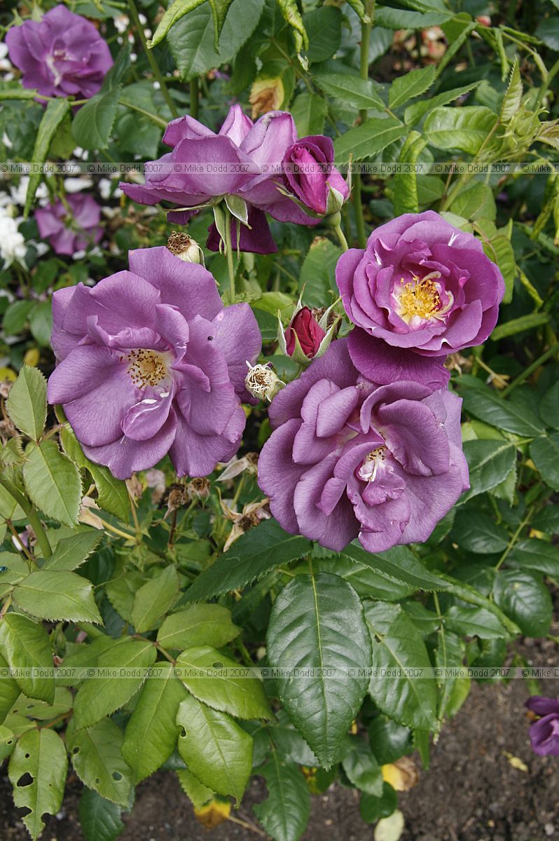 Rosa Rhapsody in Blue 'Frantasia'