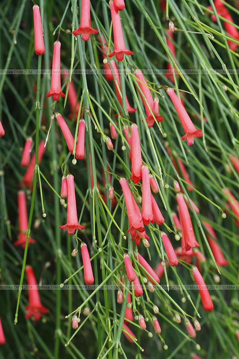 Russelia equisetiformis