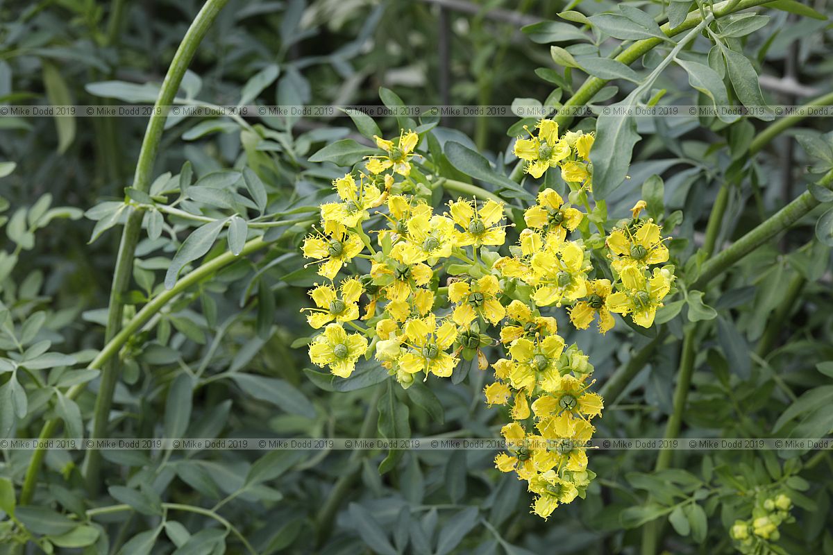 Ruta chalepensis (?)