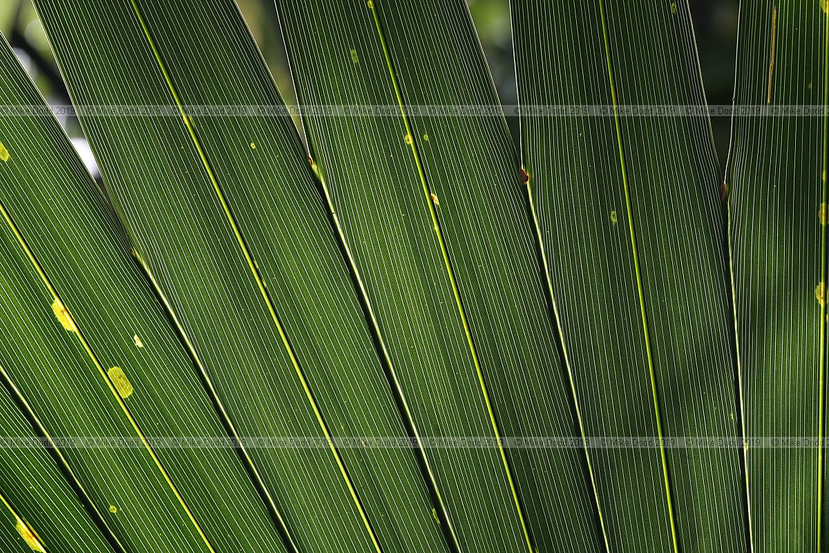 Sabal longepedunculata