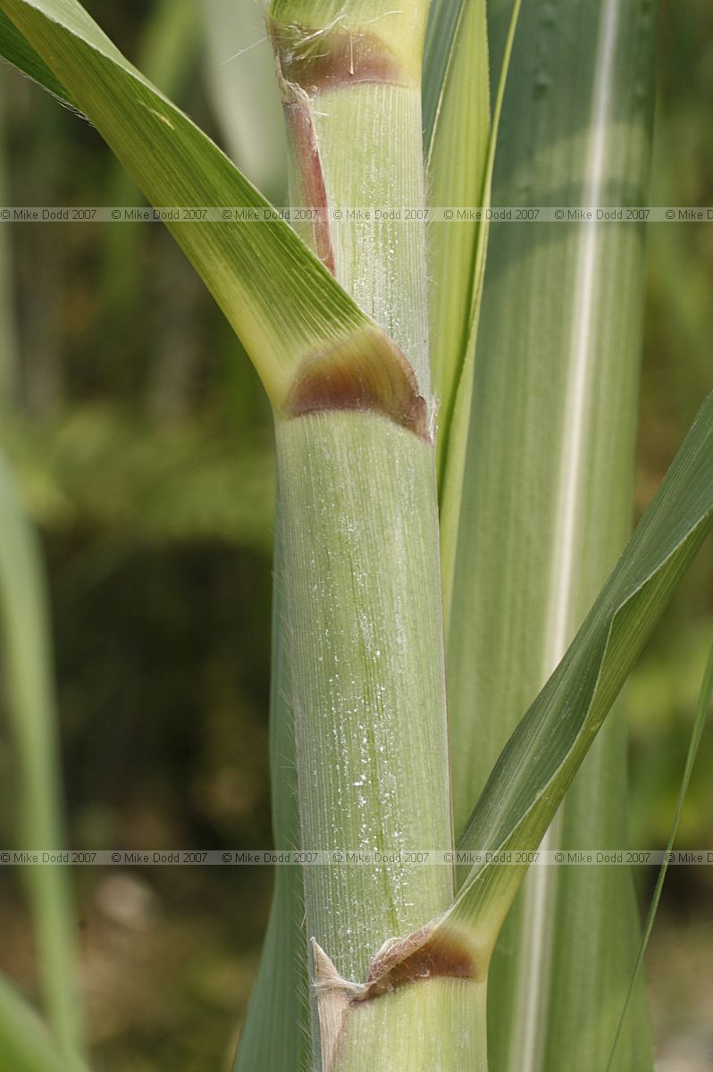 Saccharum officinarum sugar cane