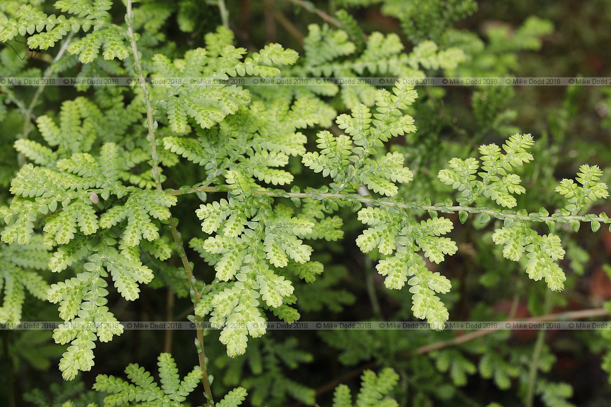 Salaginella braunii