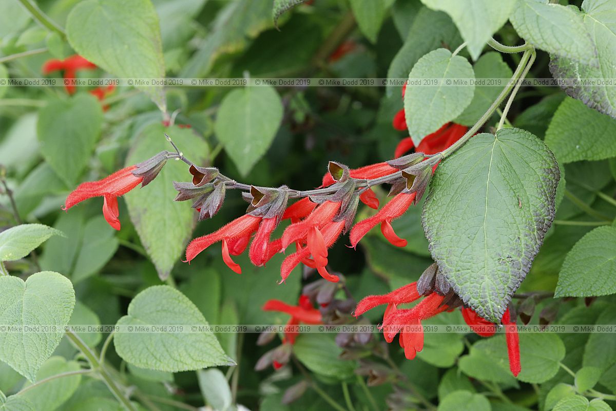 Salvia gesneriiflora