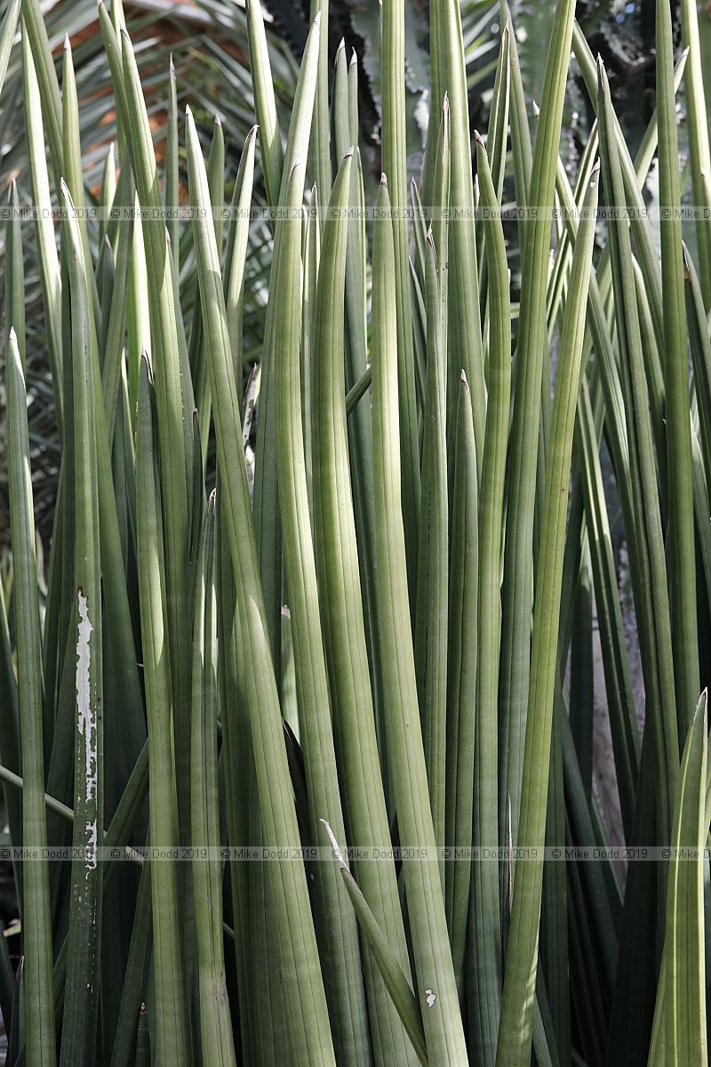 Sansevieria canaliculata