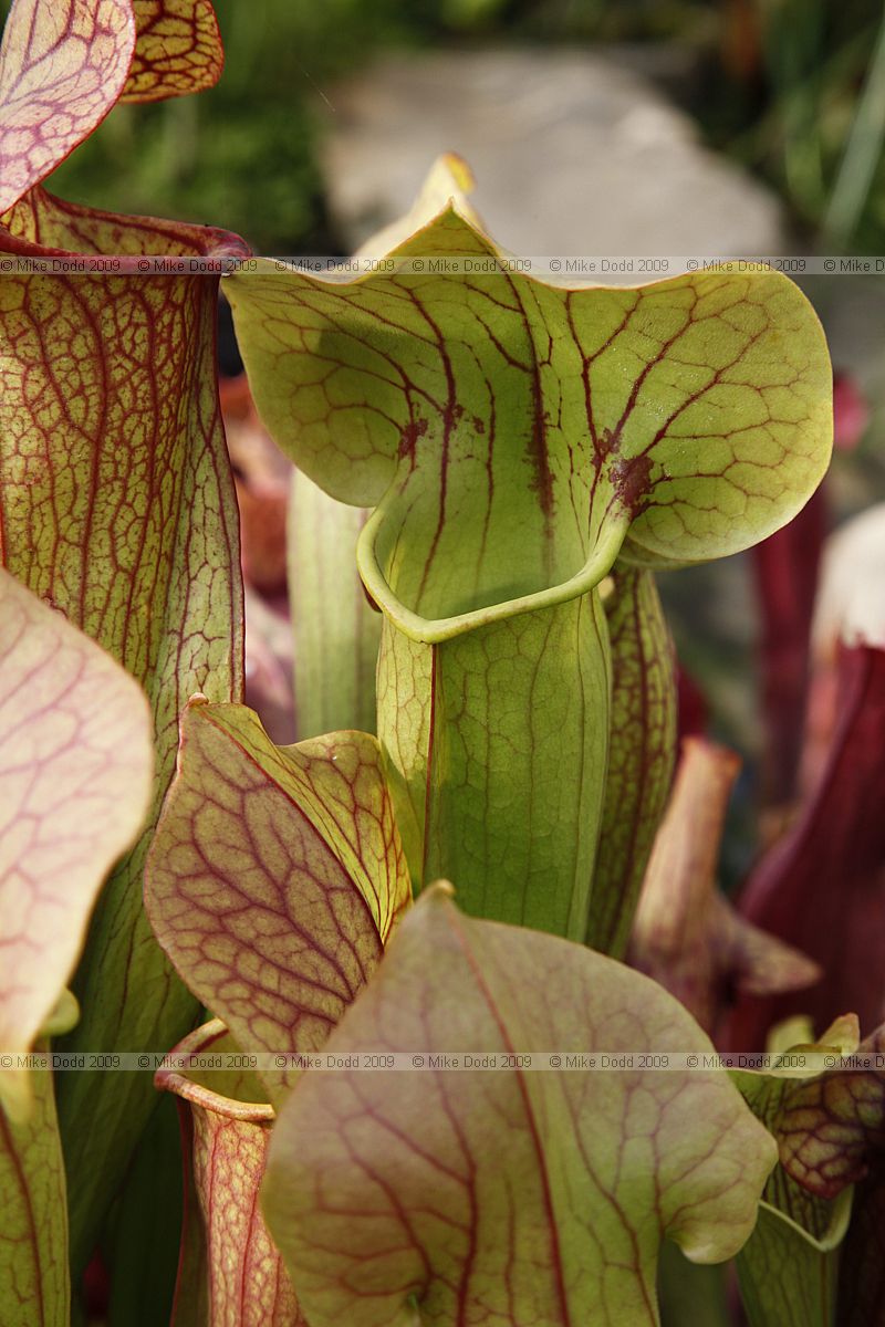 Sarracenia catesbaei