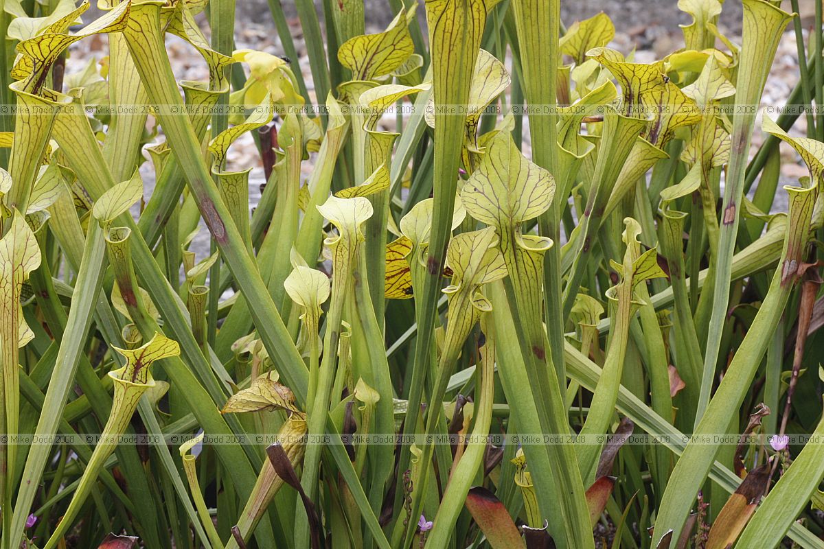 Sarracenia flava 'Apalachicola'