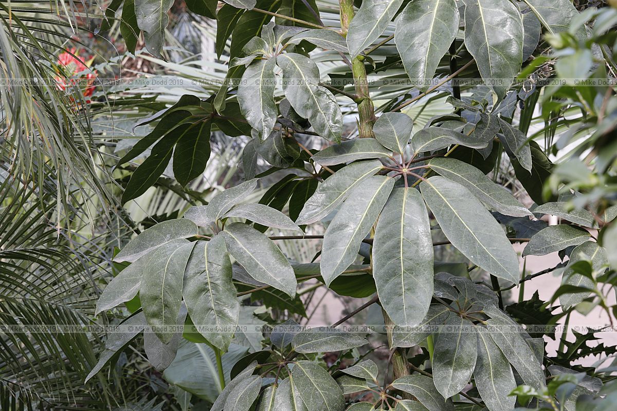 Schefflera actinophylla
