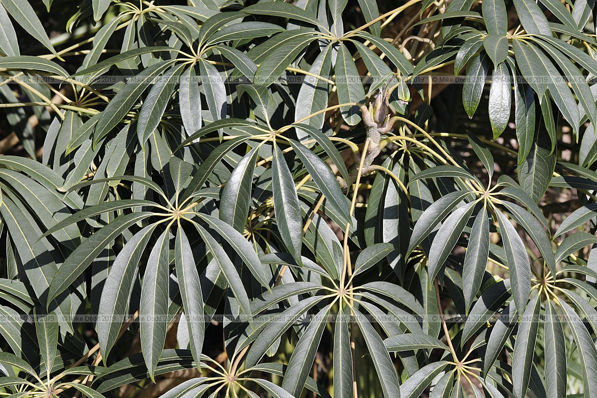 Schefflera taiwaniana