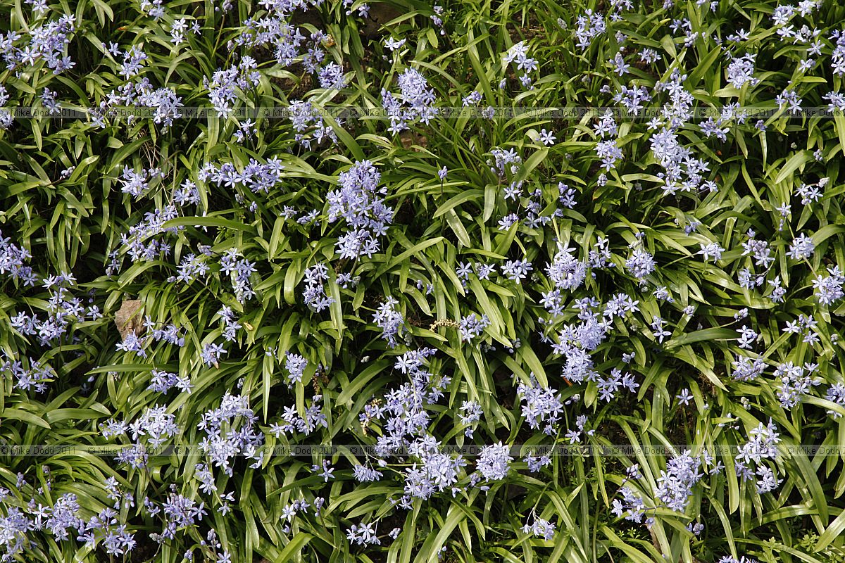 Scilla bifolia (?)