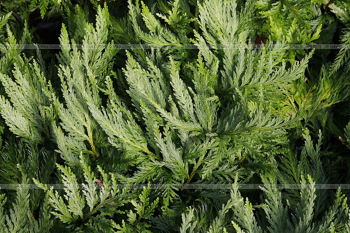 Selaginella umbrosa