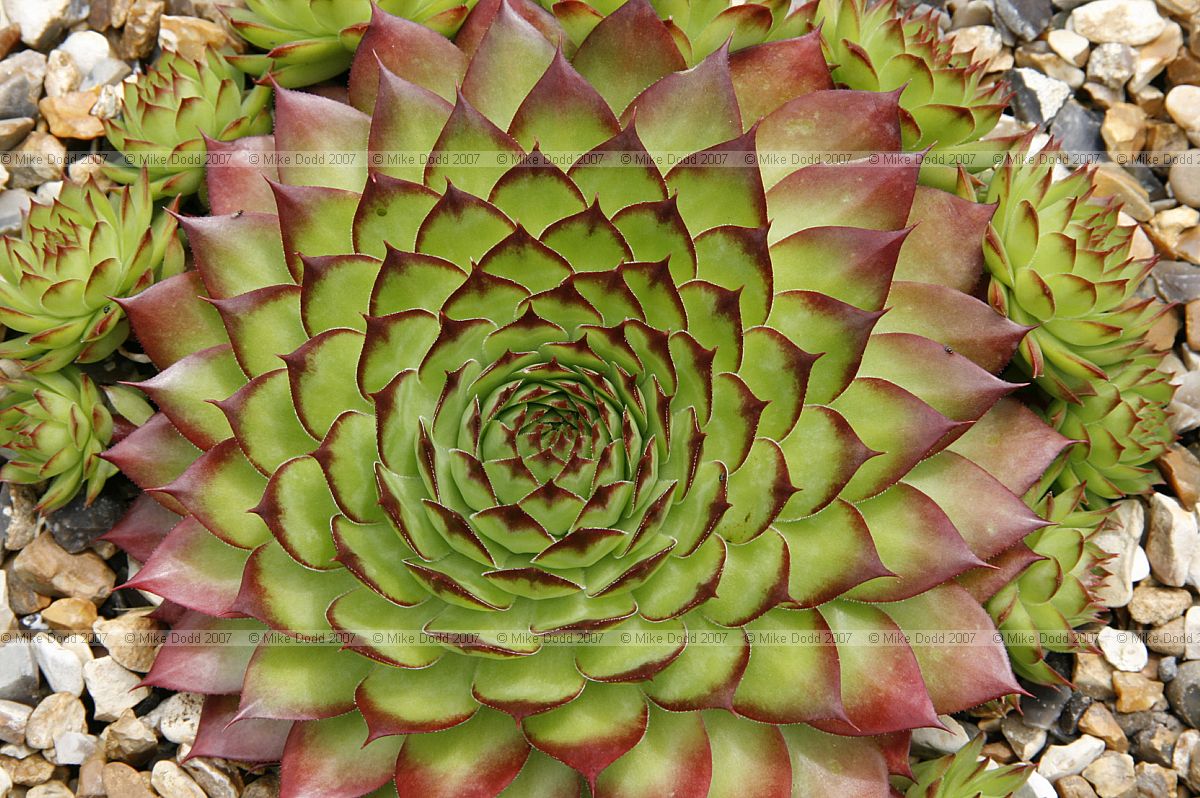 Sempervivum