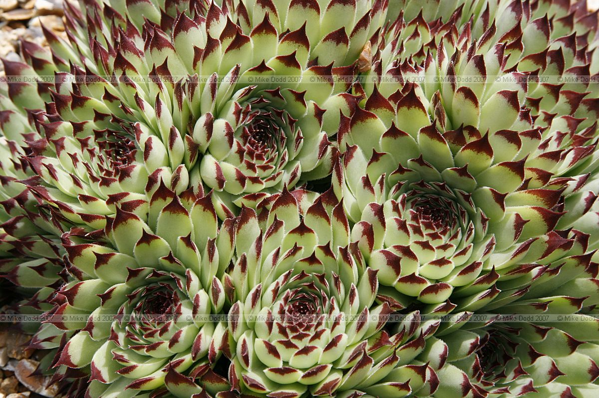 Sempervivum