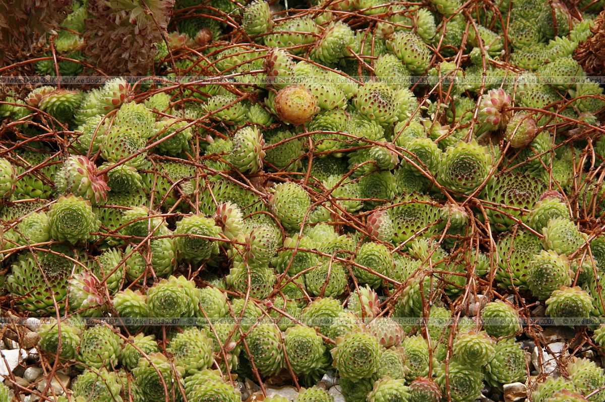 Sempervivum octopodes var apetalum