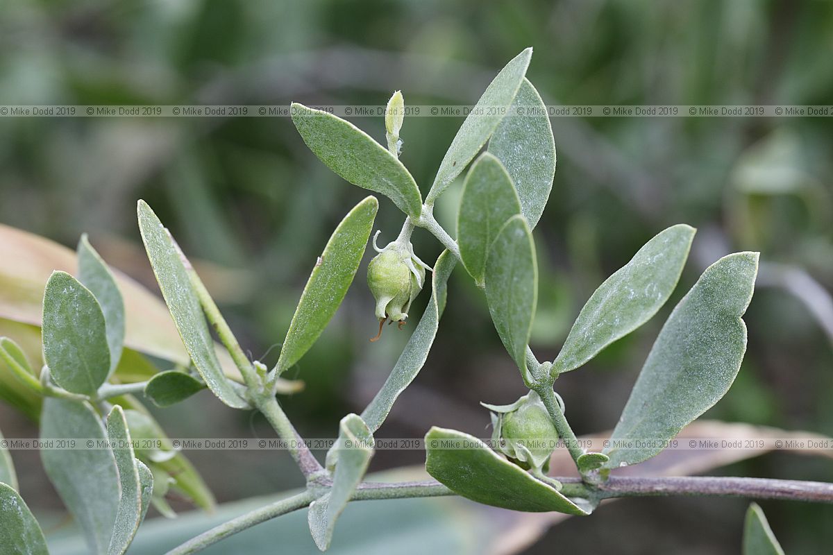 Simmondsia chinensis Goat nut