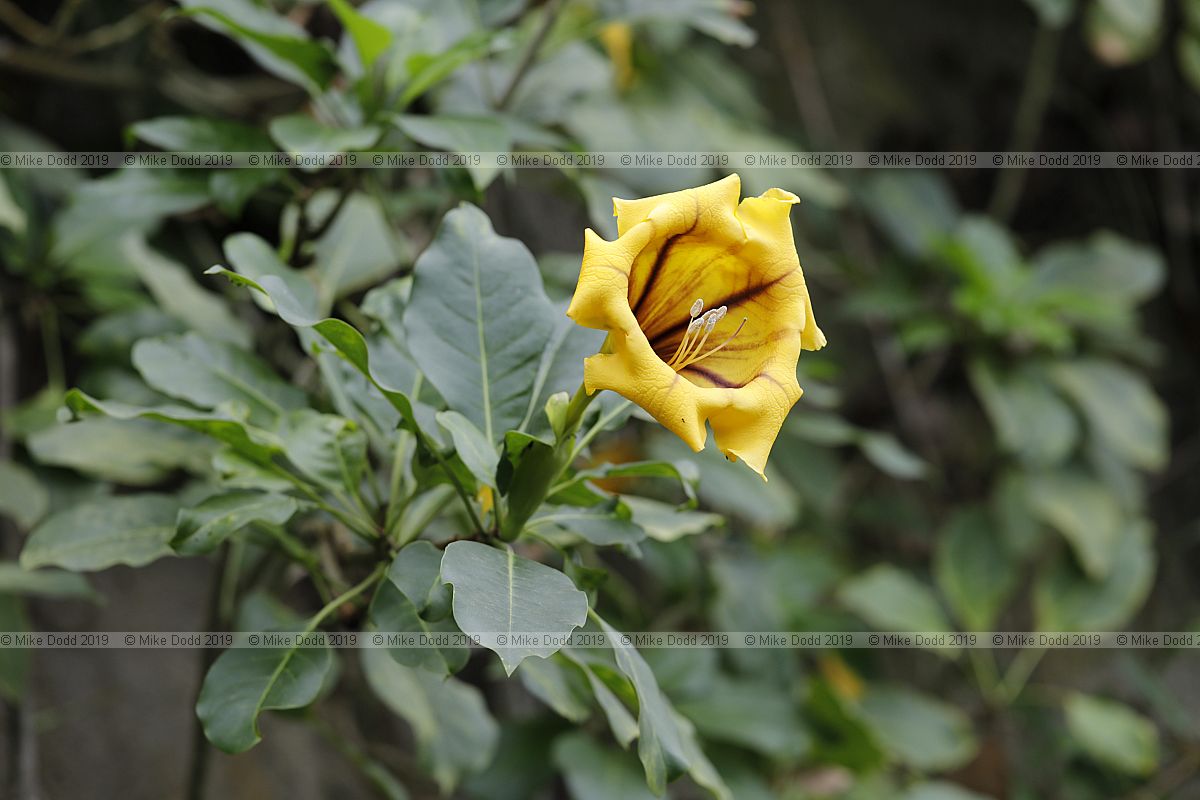 Solandra maxima Golden chalice vine