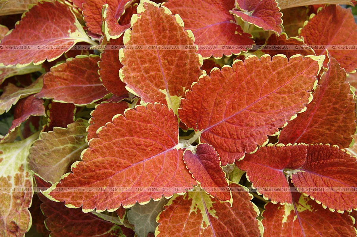 Solenostemon hybrids Lamiaceae Coleus