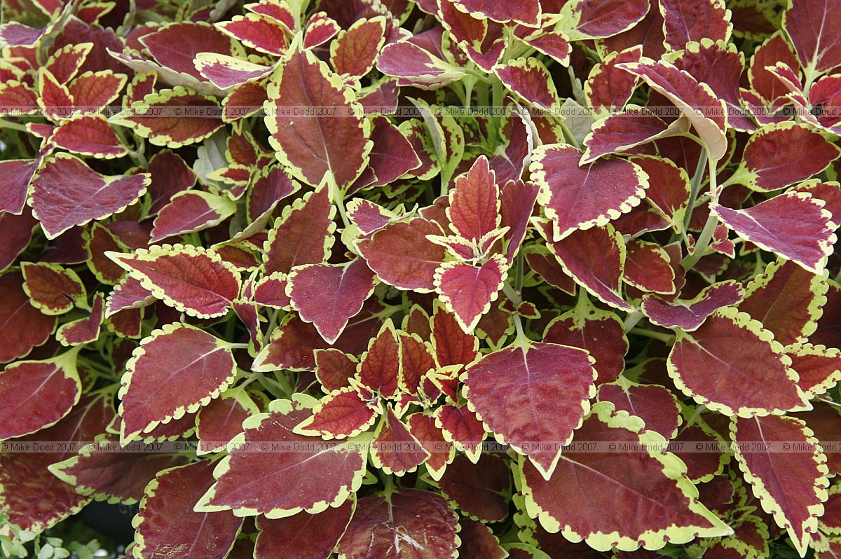 Solenostemon hybrids Lamiaceae Coleus