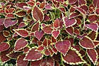 Solenostemon hybrids Lamiaceae Coleus