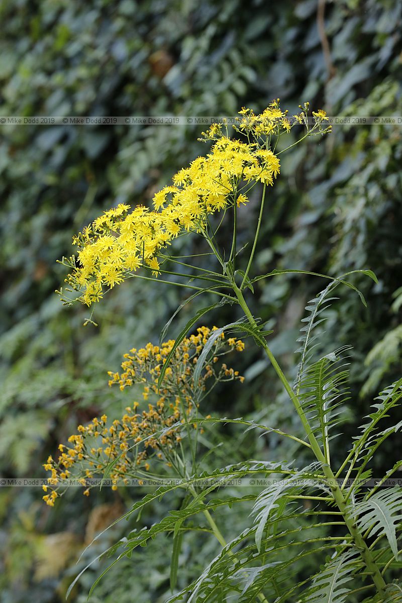 Sonchus canariensis (?) note the flowers are smaller than Sonchus canariensis in the wild, wonder if this is a hybrid or different species