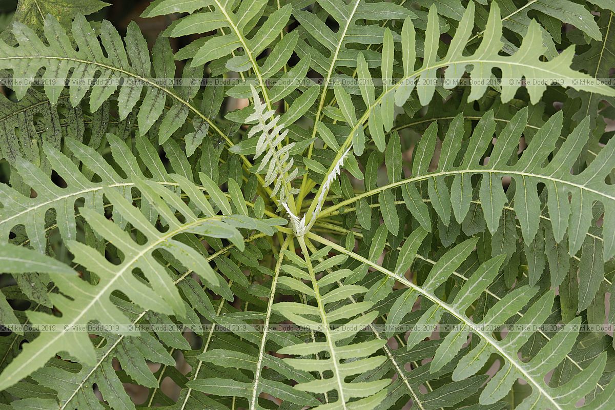 Sonchus canariensis (?) note the flowers are smaller than Sonchus canariensis in the wild, wonder if this is a hybrid or different species