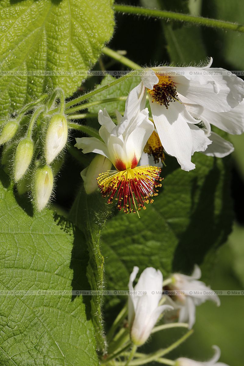 Sparrmannia africana African hemp