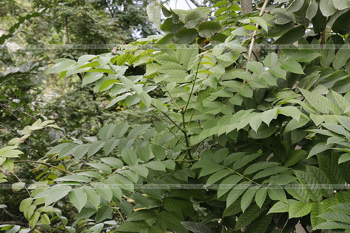 Spathodea campanulata