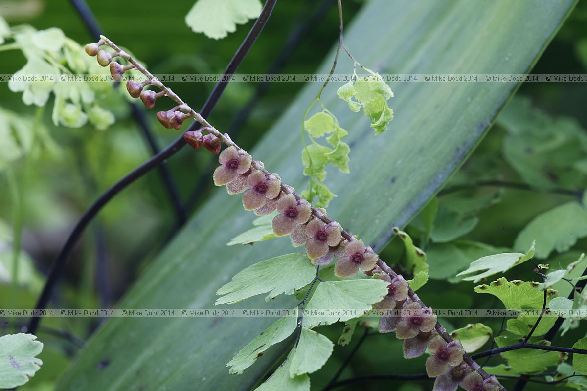 Stelis orchid possibly Stelis argentata as label has name that is not recognised in list of Stelis species