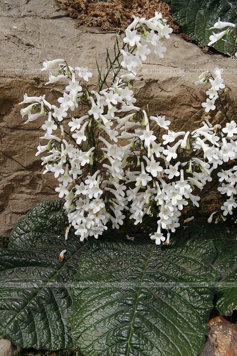 Streptocarpus vandeleurii