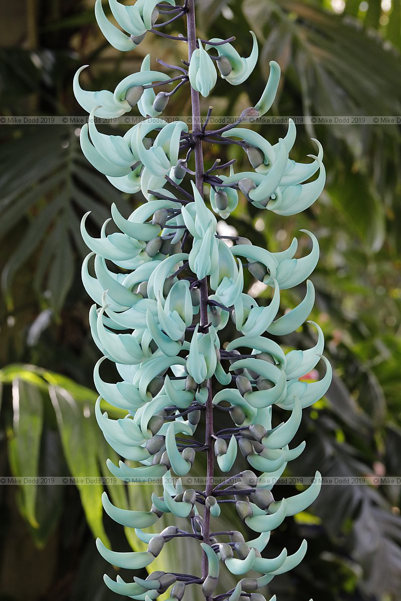 Strongylodon macrobotrys Jade vine