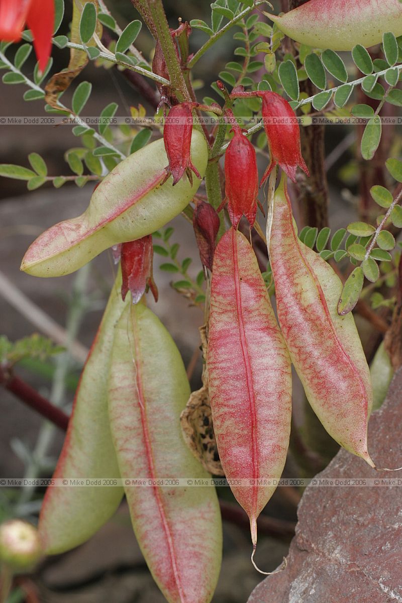 Sutherlandia montana