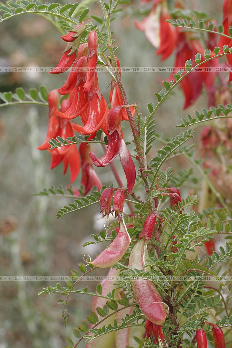 Sutherlandia montana