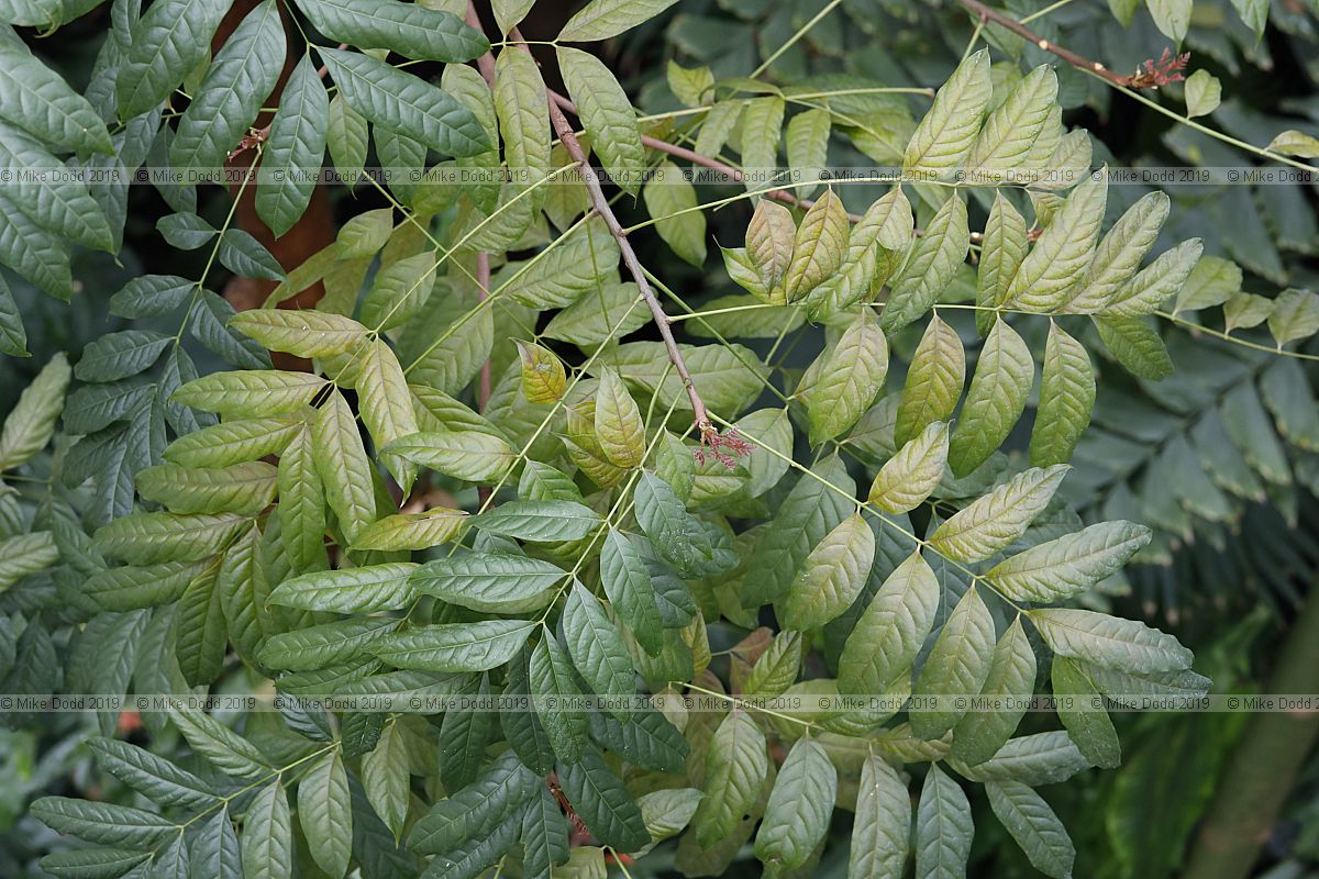Swietenia macrophylla Mahogany