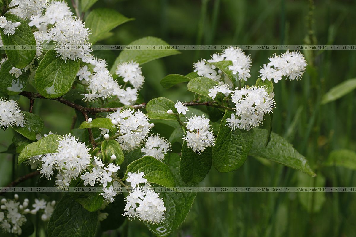 Symplocos paniculata Sapphireberry