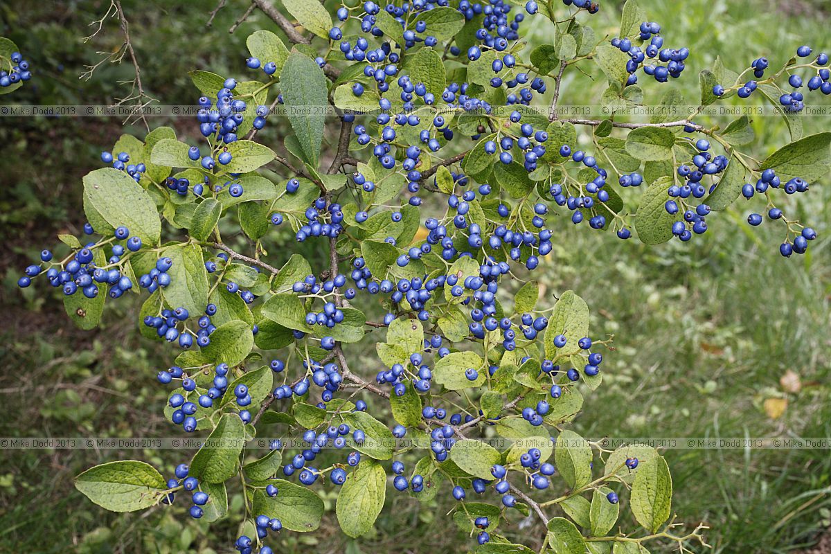 Symplocos paniculata Sweet leaf