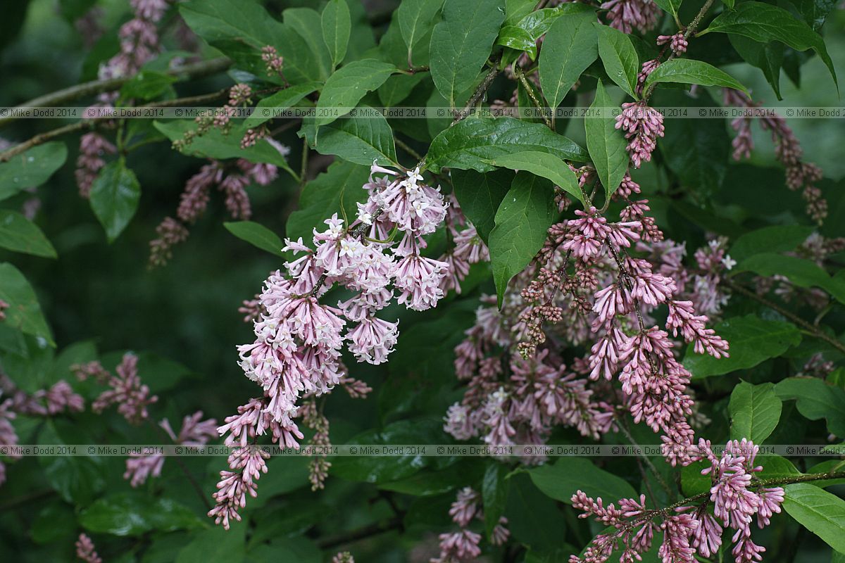 Syringa reflexa Lilac