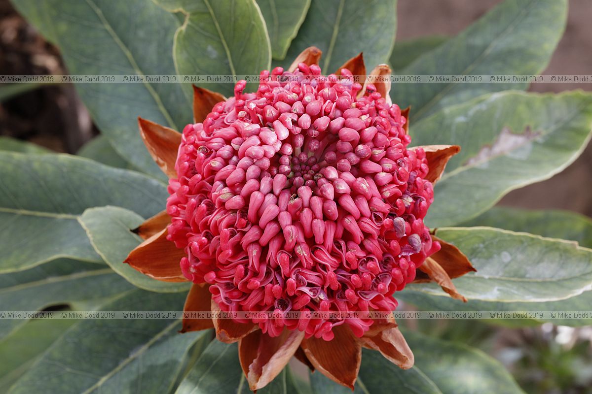 Telopea 'Shady Lady Crimson'