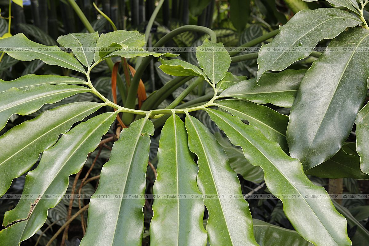 Thaumatophyllum spruceanum (?)