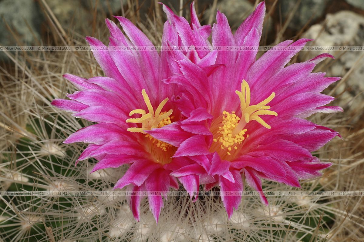 Thelocactus conothele