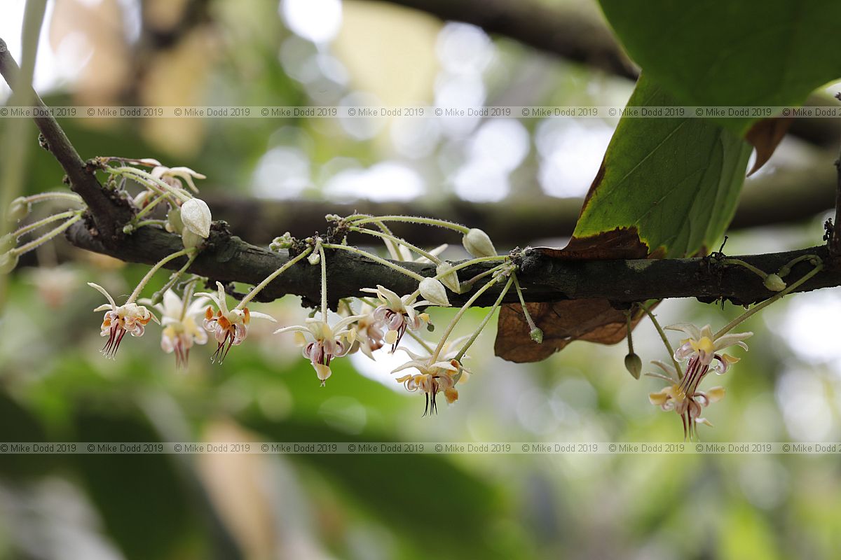 Theobroma cacao Cocoa