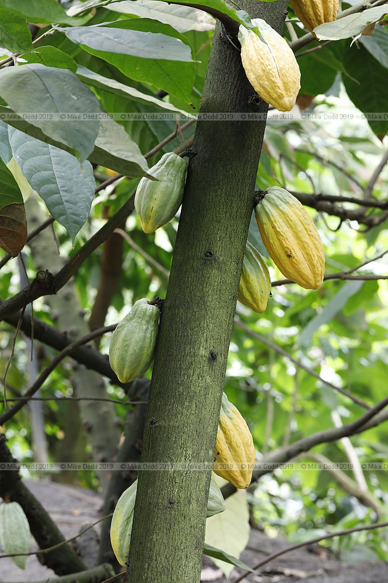 Theobroma cacao Cocoa