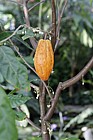 Theobroma cacao Cacao tree used to make chocolate