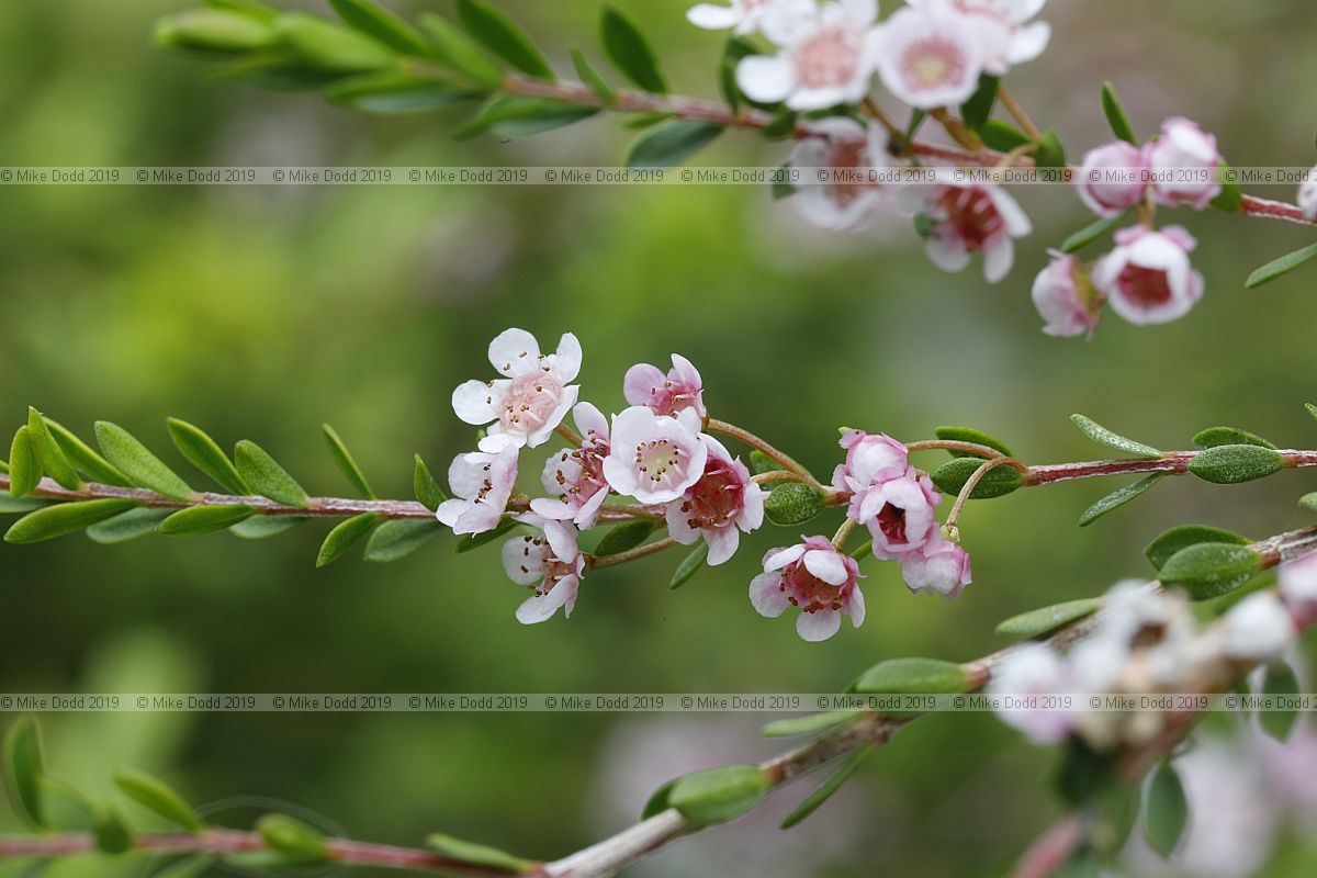 Thryptomene saxicola