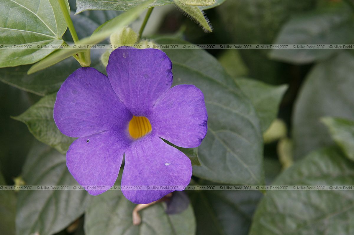 Thumbergia togoensis Acanthaceae