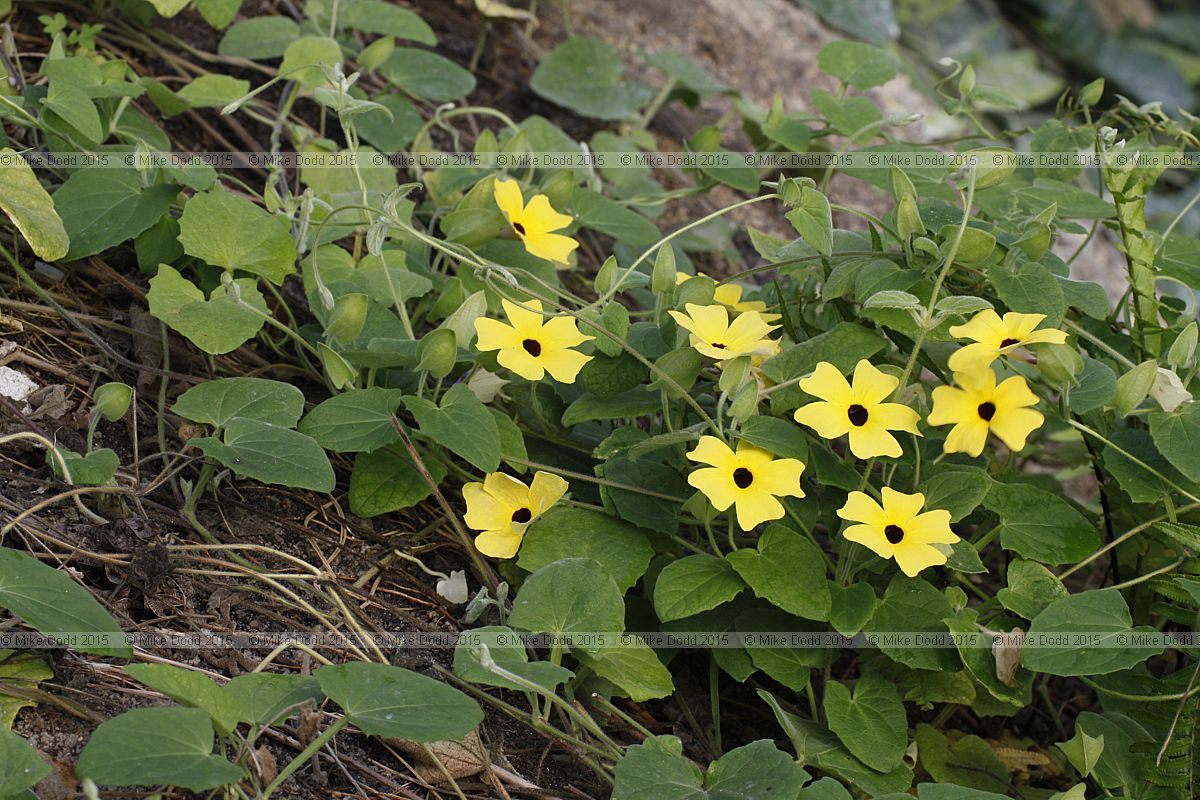 Thunbergia alata Blackeyed Susan vine