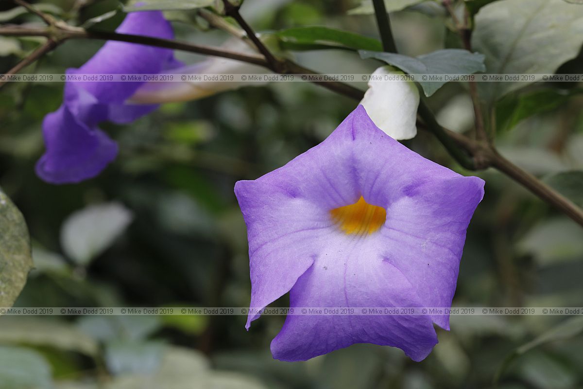 Thunbergia erecta