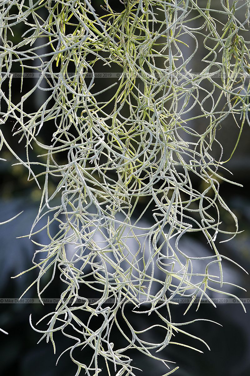 Tillandsia usneoides Spanish moss