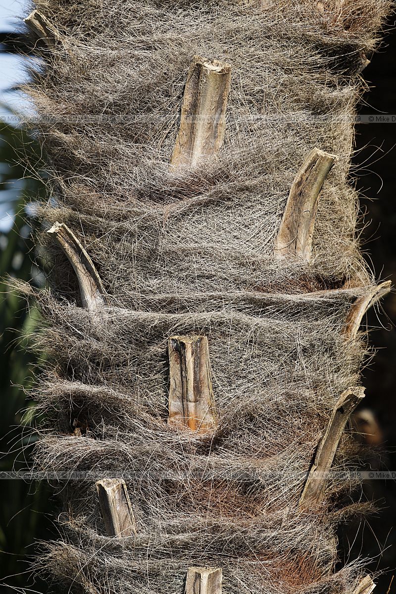 Trachycarpus fortunei