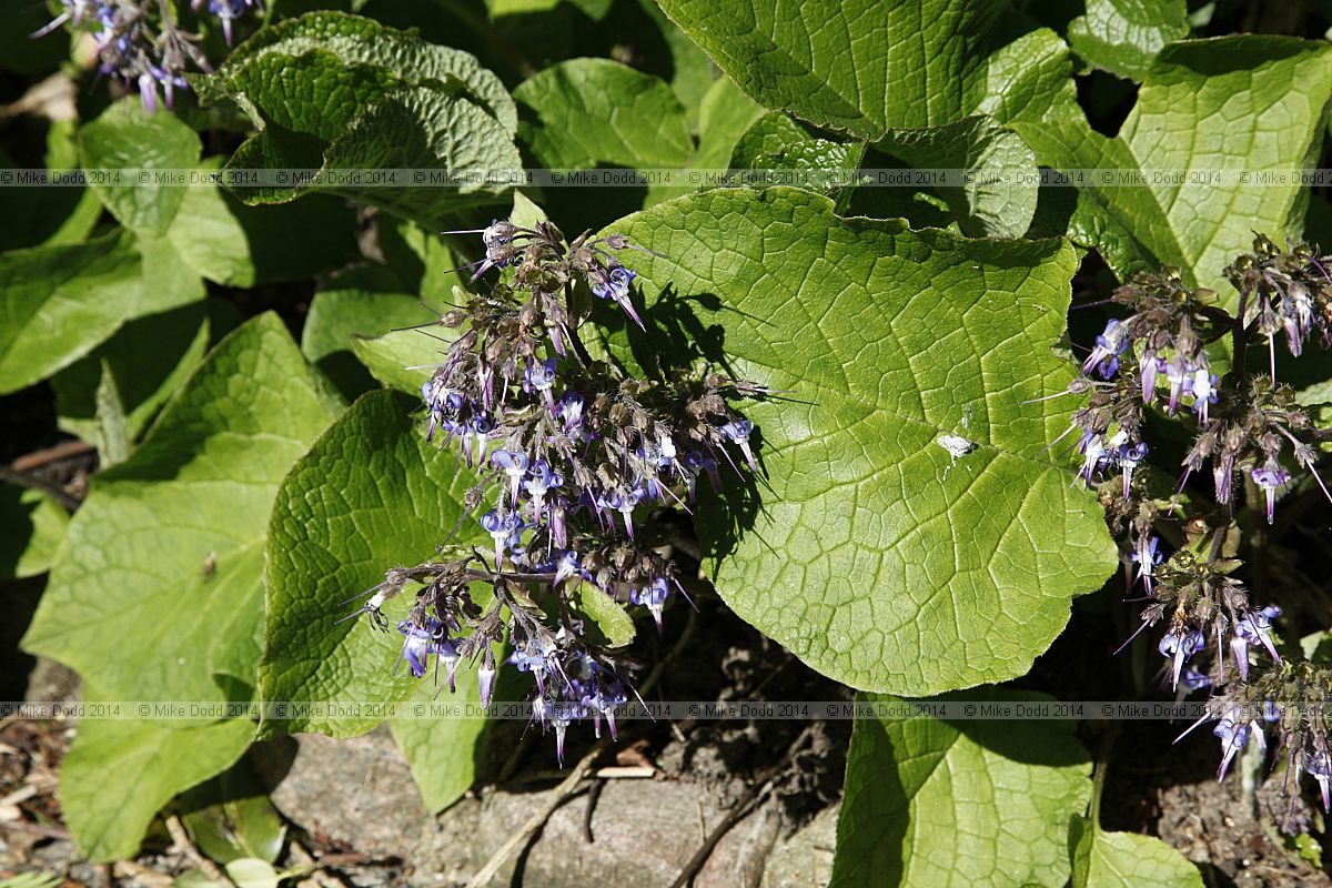 Trachystemon
