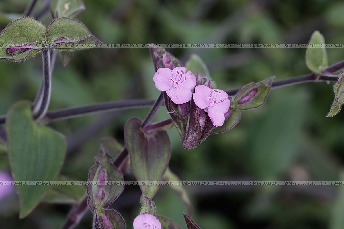 Tradescantia standleyi